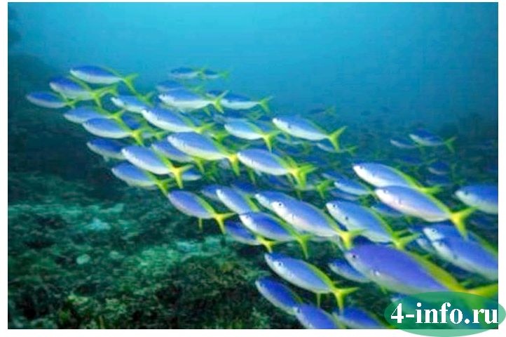Планктон, нектон, бентос: определение морских организмов