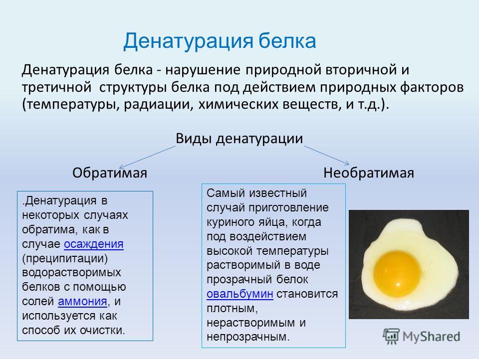 Что такое денатурация. Обратимая денатурация белка. Денатурация нарушение природной структуры белка. Обратимая денатурация белка факторы. Биологические факторы денатурации белка.