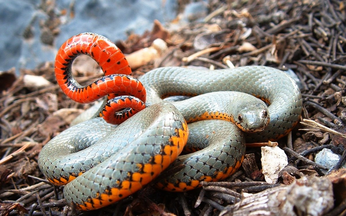 Змеи: особенности и виды змей. ядовиты и неядовитые змеи