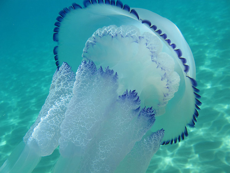 Медузы - это кто - как выглядит медуза, виды медуз