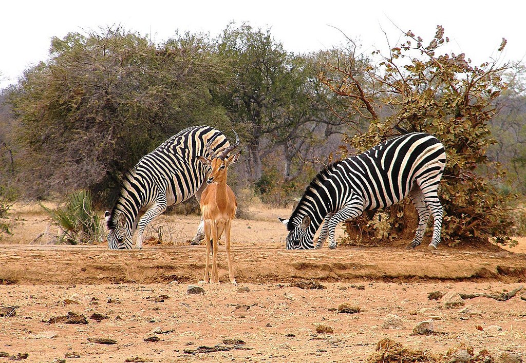 Что такое зебра