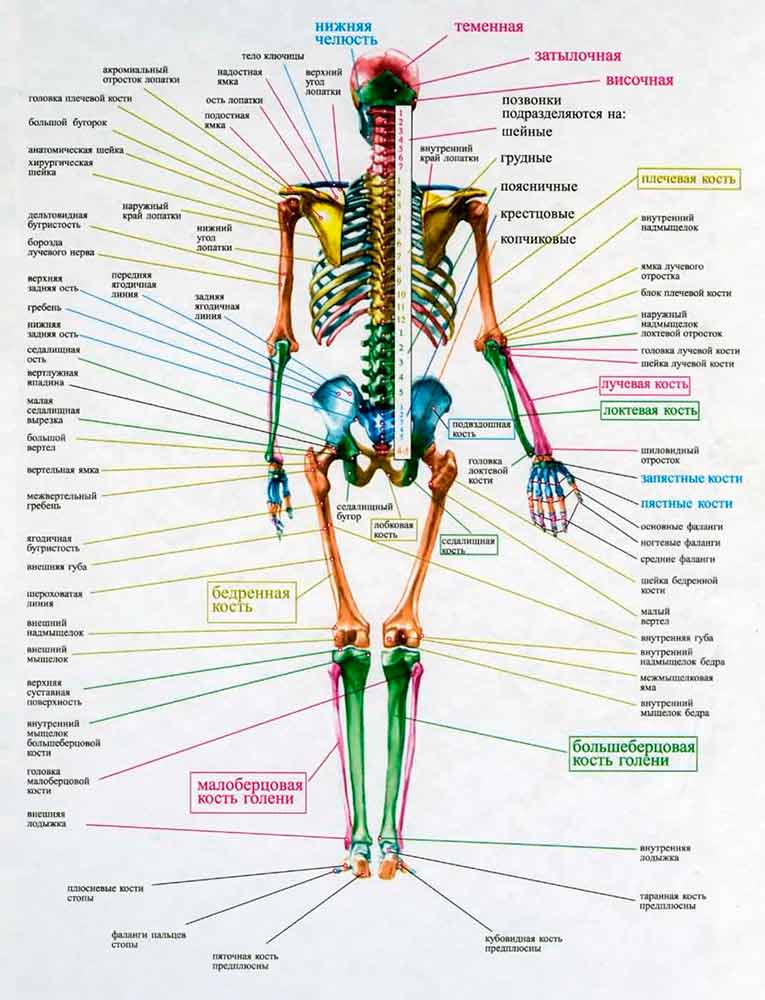 Что такое скелет: особенности строения скелета человека