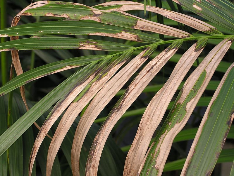 Всё о пальме: что представляет собой данное растение, где и сколько растет, а также как выглядит на фото?