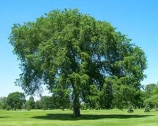 Дерево каргач, сорта и виды, где растет, что символизирует, применение в ландшафтном дизайне, рекомендации по уходу