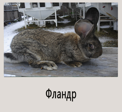 Домашний кролик: описание, характеристика, уход
