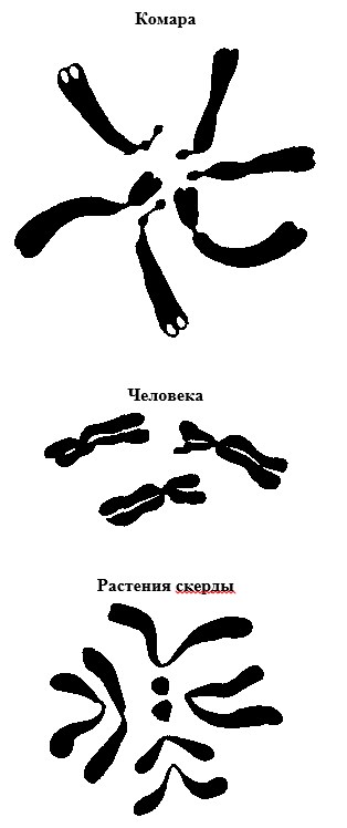 Мейоз. стадии мейоза