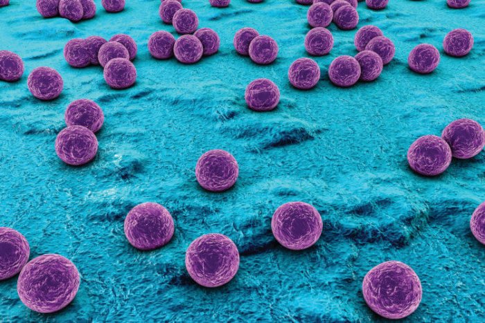 Бактерии и вирусы: в чем разница и что опаснее? вирусные инфекции и человек