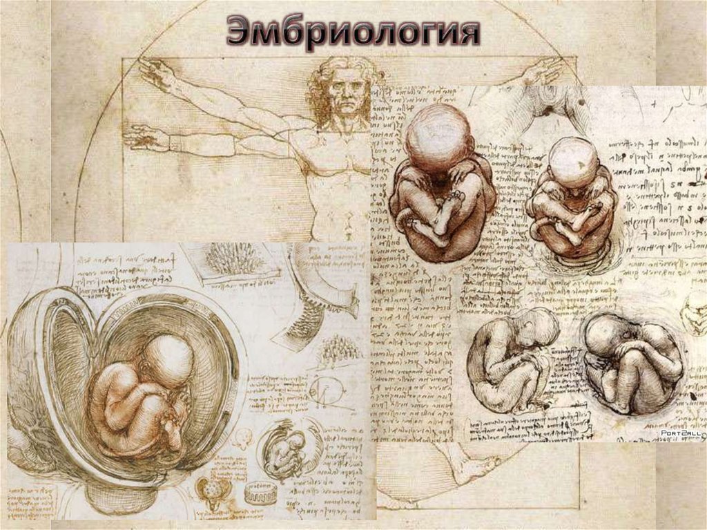 Эмбриология