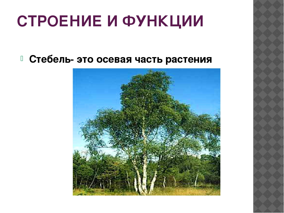 Стебель - это что такое? строение, функции стебля :: syl.ru