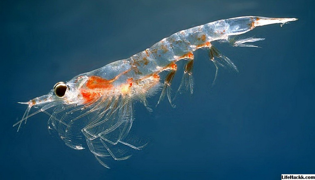 Планктон