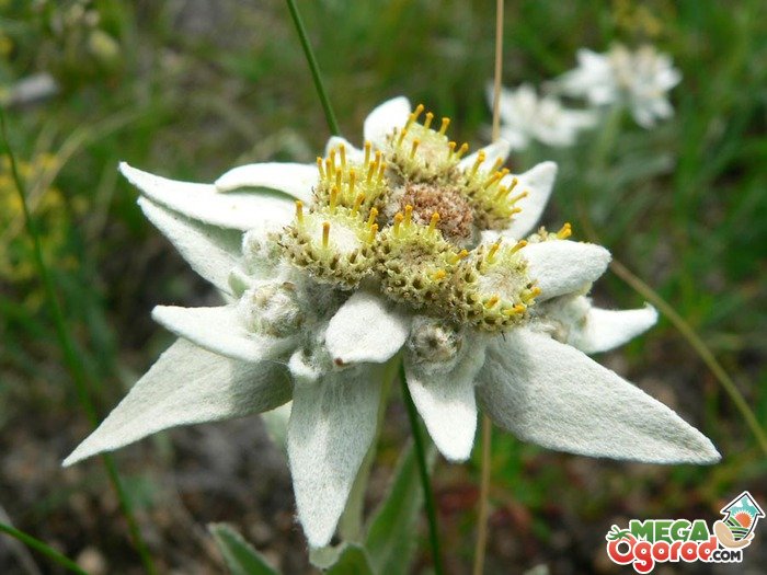 Что за растение альпийский цветок эдельвейс?