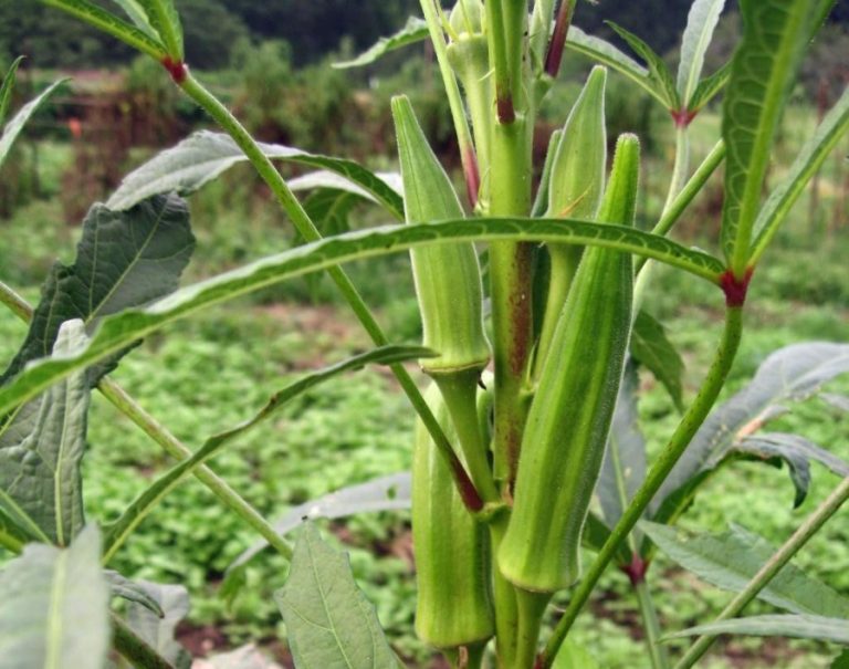 Бамия - выращивание из семян, рецепты, фото и что это такое