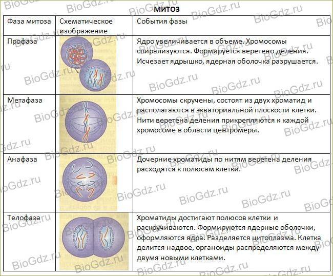 Клеточный цикл. интерфаза. амитоз. митоз и мейоз • биология-в.рф
