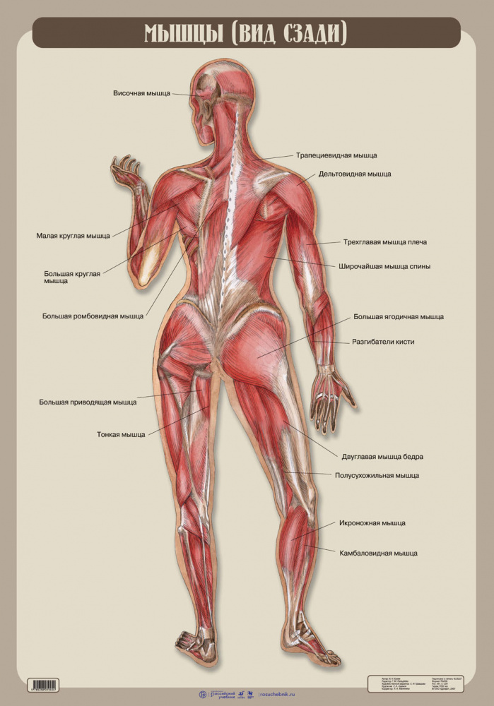 Анатомия мышц человека (бодибилдера): в картинках подробно