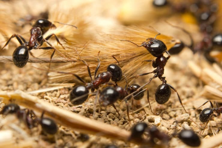 Какие бывают муравьи – описание видов с фото