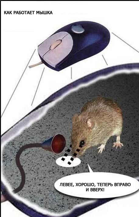 Что такое компьютерная мышь? история, виды