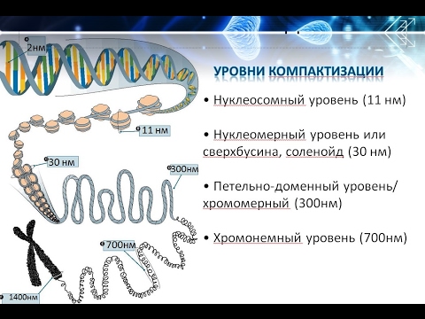 Определение, структура и функции хроматина