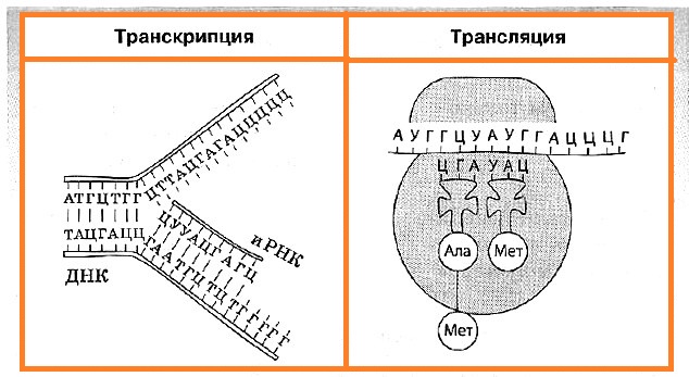Что такое транскрипция в биологии и как она происходит :: syl.ru