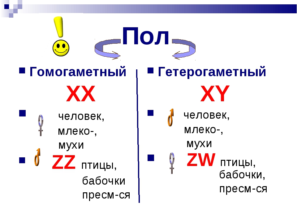 Номер пола. Гомогаметный пол. Гомогаметный мужской пол:. Гомогаметный пол и гетерогаметный пол это. Гомо гаметнвй гетро гаметны.