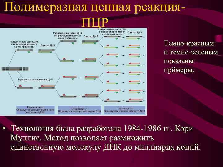 Применение полимеразной цепной реакции пцр презентация