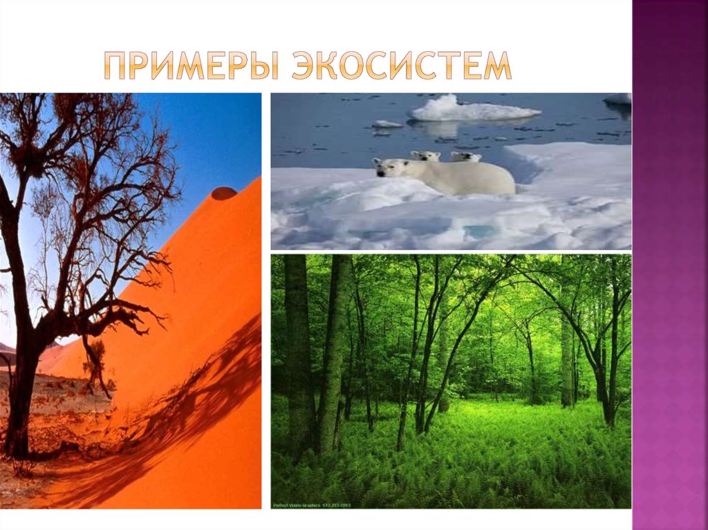 Экосистемы: виды экосистем. разнообразие видов природных экосистем