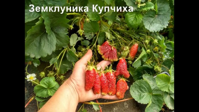 7 неожиданных фактов о клубнике, которые вас удивят