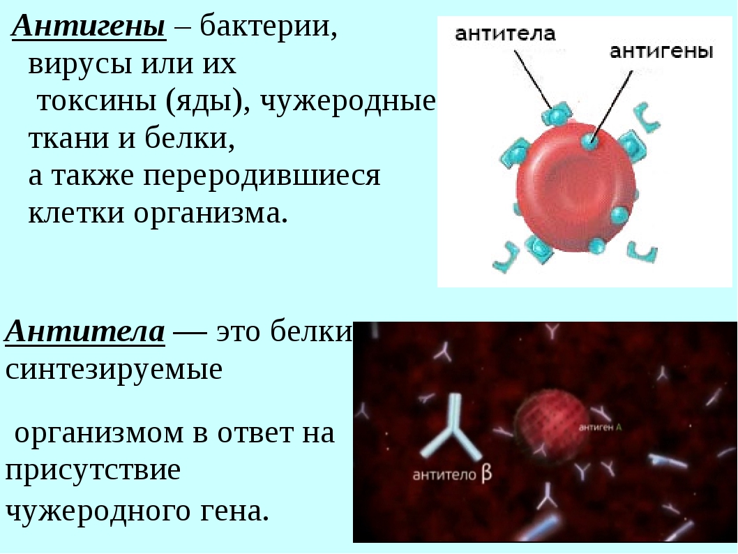 Токсины антигены. Что такое антигены и антитела биология 8 класс. Антиген антитело лимфоциты т и в. Антиген элиминирующая функция антител. Понятие об антигенах и антителах.