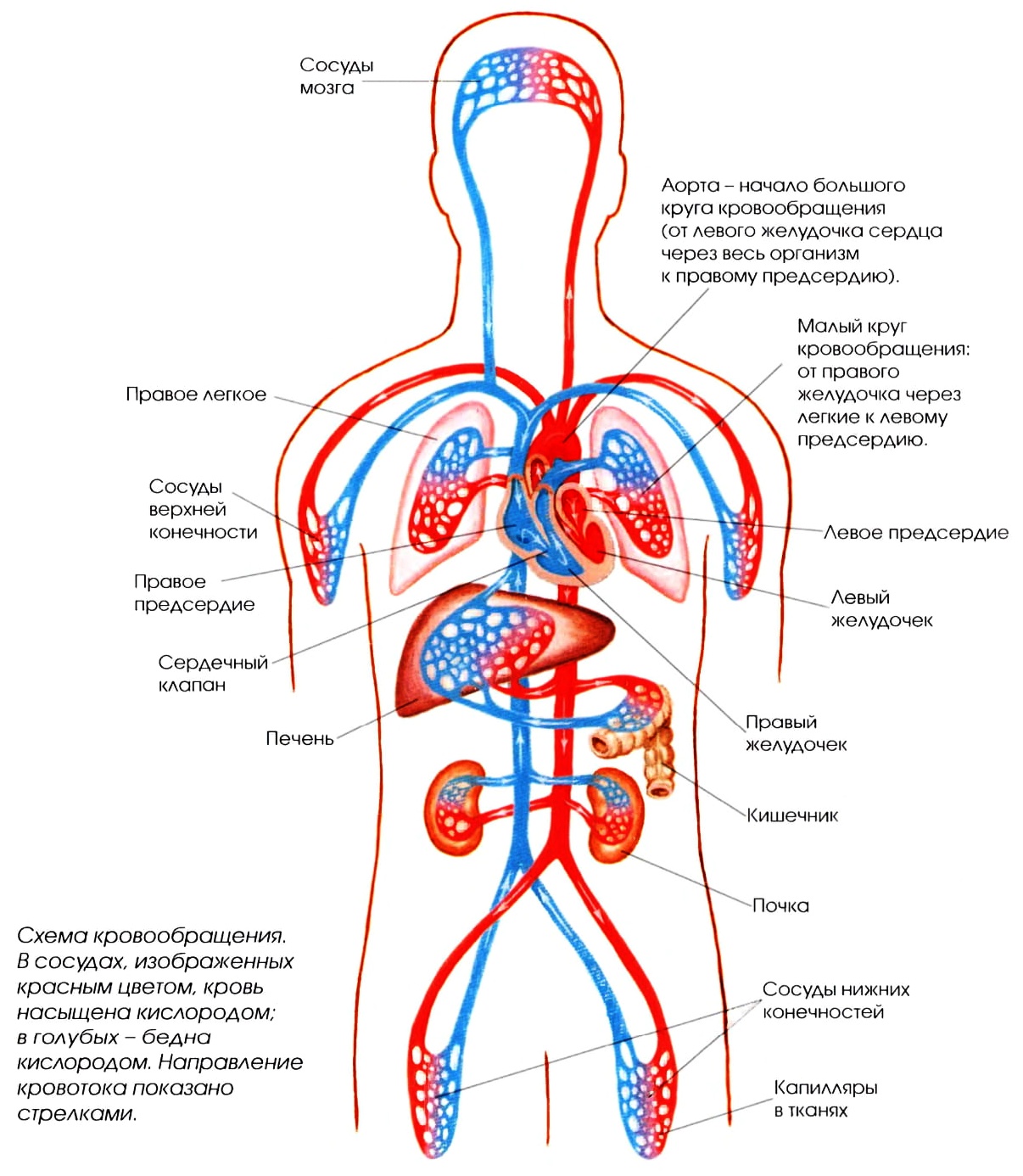Кровеносные сосуды человека — строение, функции, роль в организме и возможные патологии
