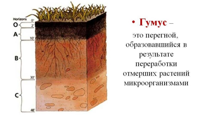 Гумус: что это такое и как повысить его содержание в почве