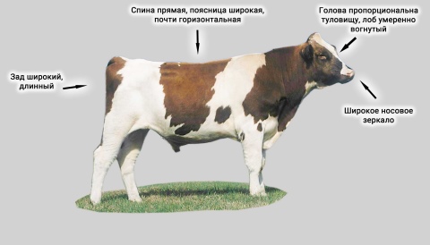 Коровы (49 фото): сколько у них желудков? уход за выменем и копытами дойной коровы. как они выглядят? как спят коровы?