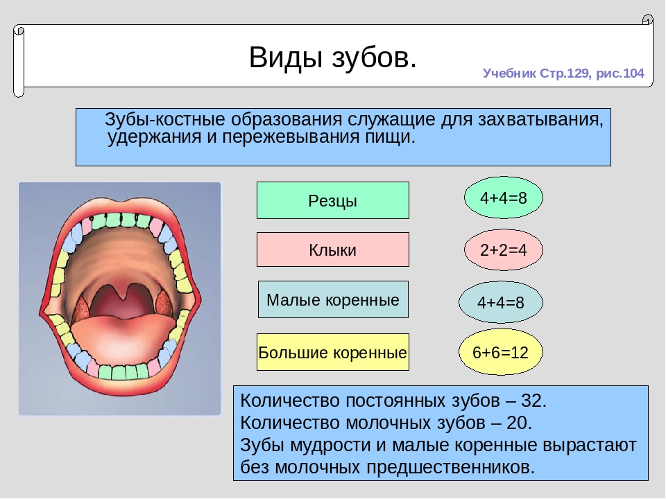 Анатомическое строение зубов человека: подробное описание с картинками, схемами и фото