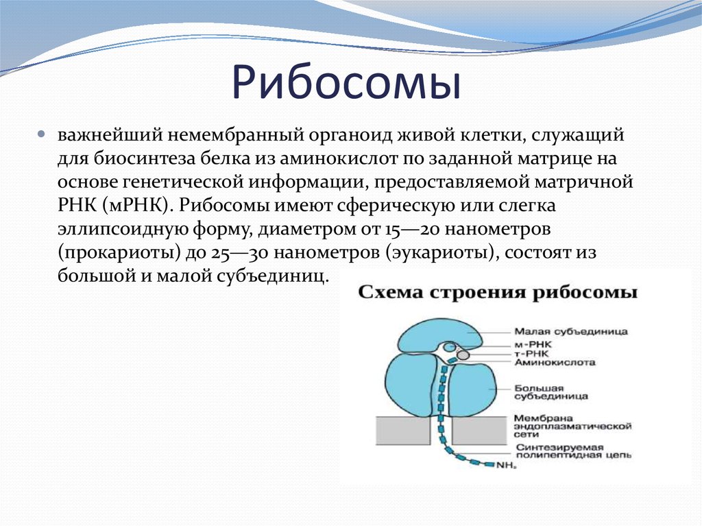 Рибосома — википедия. что такое рибосома