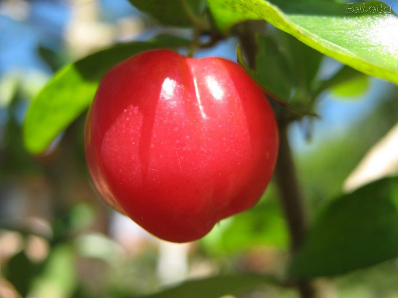 Ацерола – полезные свойства барбадосской вишни