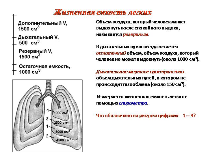 Жизненная емкость складывается из. Механизм дыхания жизненная емкость легких. Класс механизм дыхания .жизненная емкость легких. Жизненная емкость легких у КРС. Жизненная емкость легких схема.
