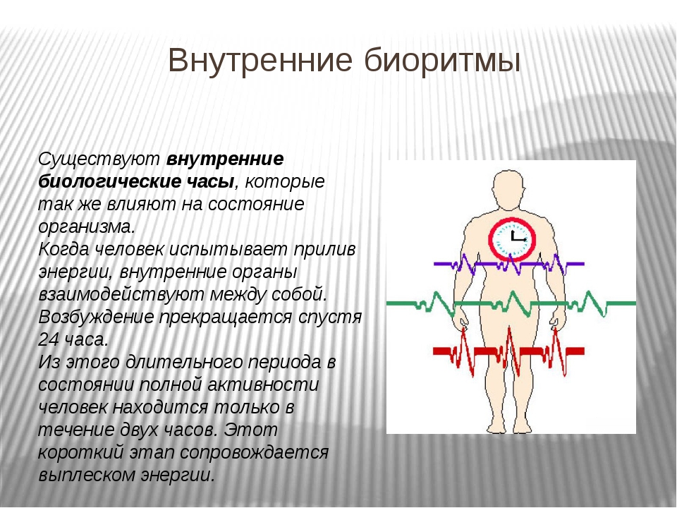 Проект на тему биоритмы внутренние часы человека