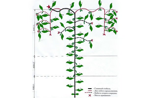Партенокарпические огурцы: выращивание и формирование