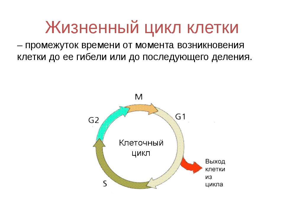 Жизненный цикл клетки