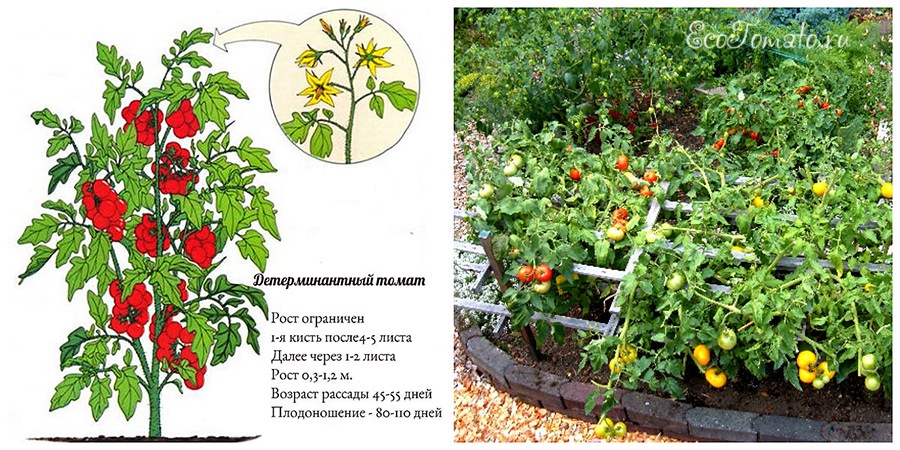 Индетерминантный сорт помидор: что это такое, описание томатов и инструкция по выращиванию в открытом грунте