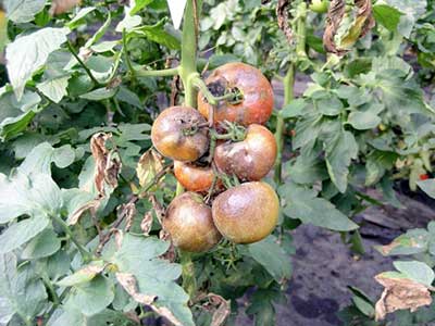 Фитофтора на помидорах помолодела – в чем дело?
