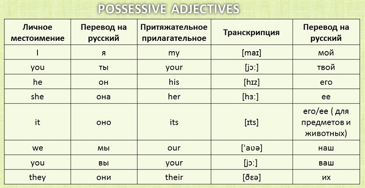 Притяжательные прилагательные в русском языке. примеры