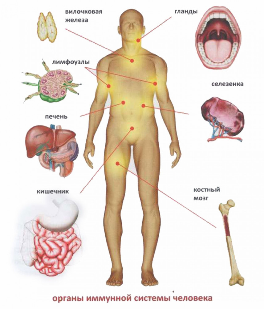 Иммунитет и иммунная система организма человека: что это, ее органы и функции