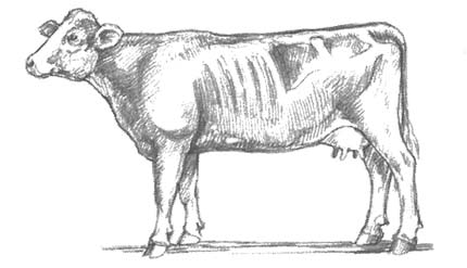 Что такое фуражная корова и какие её удои?