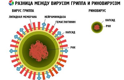 Риновирусная инфекция – симптоматика, терапия в различном возрасте |