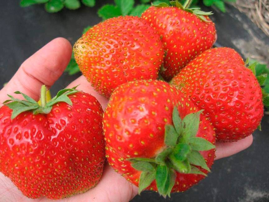 Земляника: польза и вред для здоровья, чем полезна для организма человека, какие витамины содержатся в ягодах, состав, калорийность