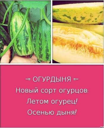 Выращивание огурдыни