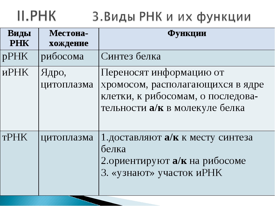 5 видов рнк. Функции и строение различных типов РНК. Функции различных видов РНК. Строение и функции различных видов РНК.. Функции ИРНК ТРНК РРНК таблица.