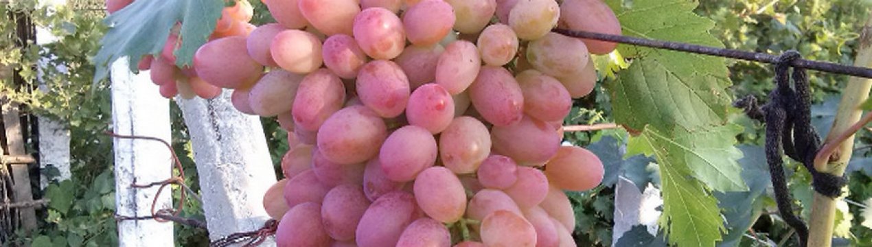 Описание сортов винограда кишмиш: где растет, пищевая ценность, гликемический индекс, витамины