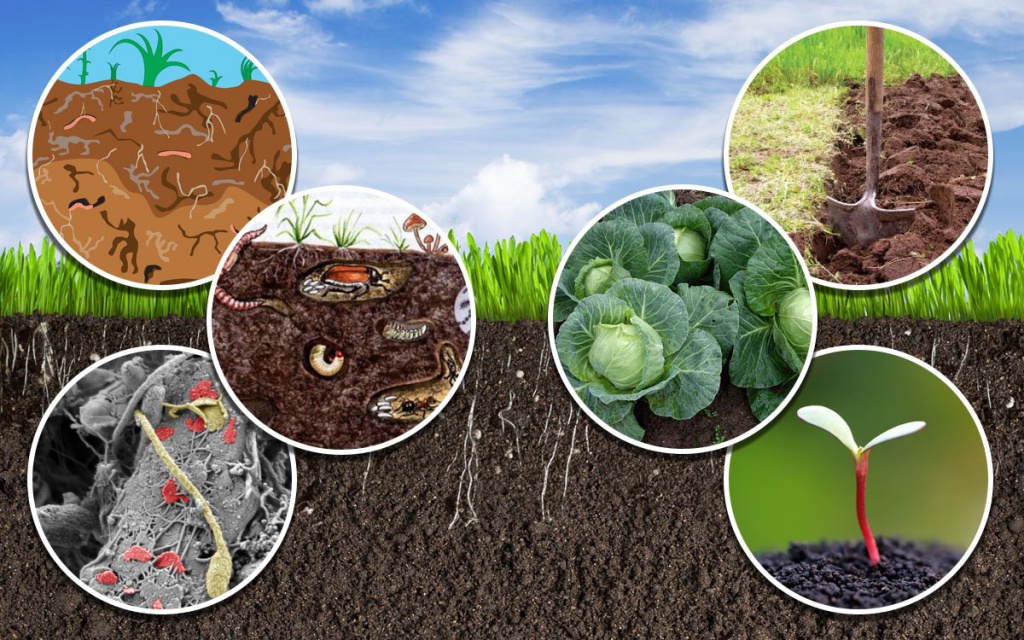 Плодородие почвы: виды, от чего зависит, как повысить