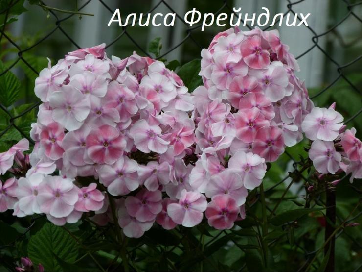 Флоксы в дизайне сада — использование и классификация — ботаничка.ru
