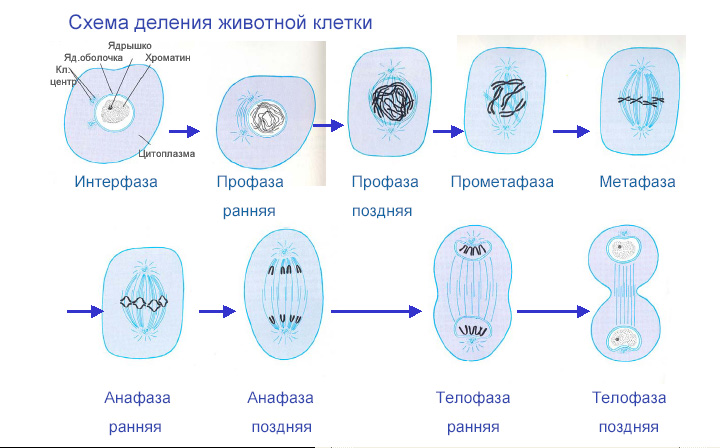 Значение митоза биологическое: особенности каждой фазы деления клеток, отличия процесса от мейоза